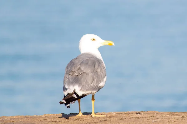 Una Messa Fuoco Selettiva Gabbiano Grigio Con Testa Bianca Piedi — Foto Stock