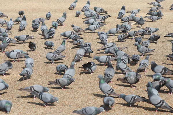 Flock Duvor Som Äter Frön Utomhus — Stockfoto