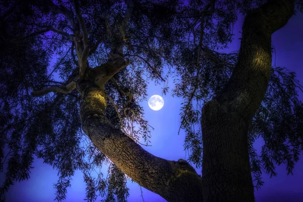 Vacker Grönskande Träd Bakgrund Fullmåne Natten — Stockfoto