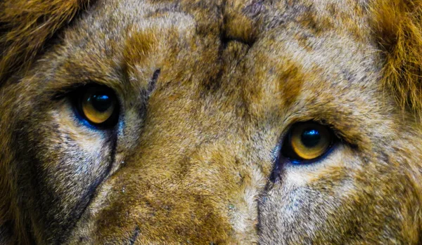 Beautiful Closeup Shot Gentle Lion Looking Ahead Calm Orange Eyes — Stock Photo, Image