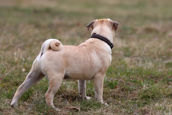 Perro Raza Akita Inu Jugando Aire Libre —  Fotos de Stock