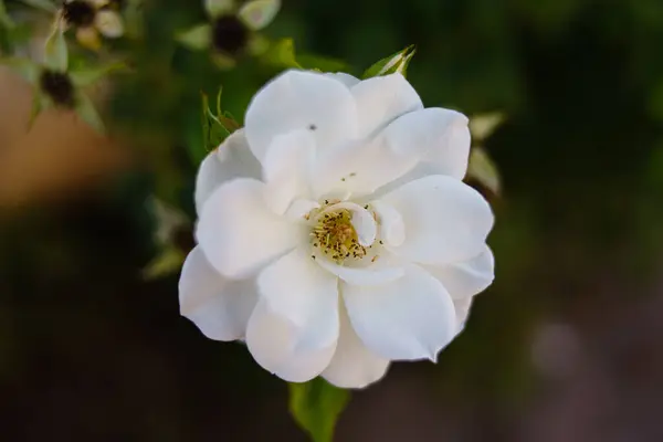Selective Focus Shot White Rose — Stock Photo, Image