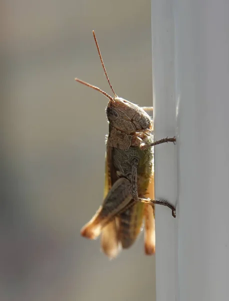 메뚜기를 매크로 — 스톡 사진