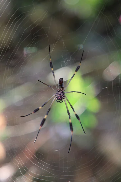 蜘蛛网蜘蛛的特写镜头 它的腿长在网上 — 图库照片