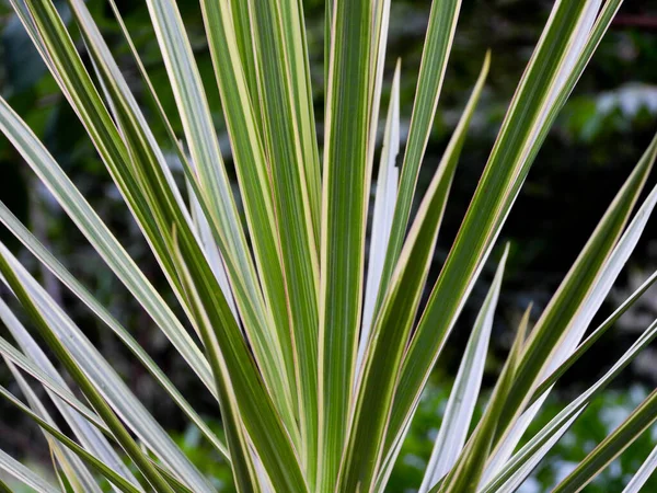 Primer Plano Una Exuberante Planta Palma Sierra Con Vibrantes Hojas —  Fotos de Stock