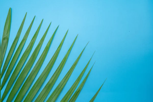 Primer Plano Fragmento Hojas Palmera Verde Sobre Fondo Azul Aislado — Foto de Stock