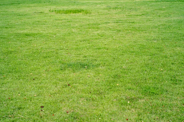 Beautiful View Bright Green Lawn — Stock Photo, Image