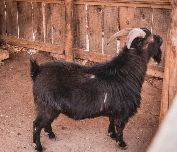 Closeup Shot Black Goat Cage — Stock Photo, Image