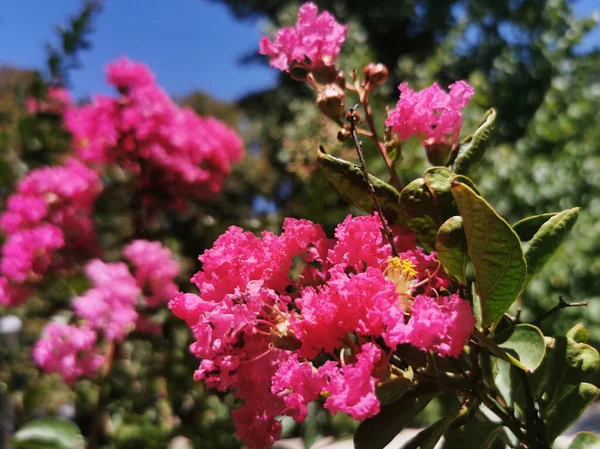 Крупним Планом Знімок Рожевих Квітів Саду Під Час Сонячного Світла — стокове фото