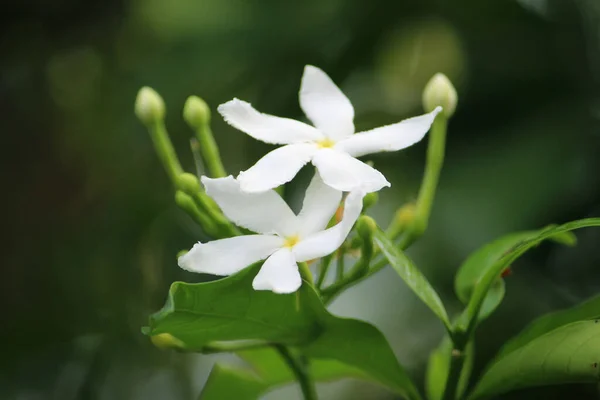 Une Mise Point Sélective Fleurs Jasmin Sur Buisson Aux Feuilles — Photo