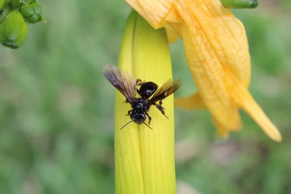 Gros Plan Une Abeille Sur Une Fleur Jaune — Photo