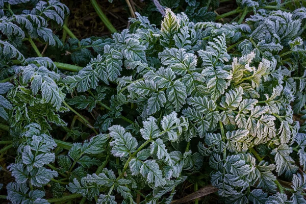 Close Arbusto Grosso Com Neve Geada Cobrindo Plantas Verdes Escuras — Fotografia de Stock