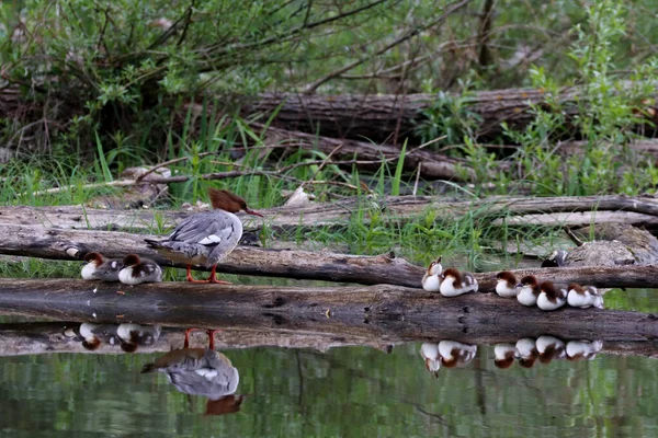 一只母鸭和它的小鸭栖息在池塘边 — 图库照片
