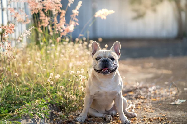 Selective Focus Shot White French Bulldog Garden Sunlight — Stock Photo, Image