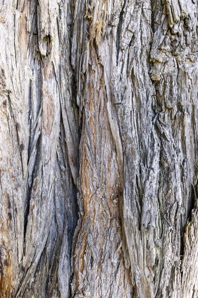 Närbild Den Väderbitna Grovhuggen Trädbark Med Sprickor — Stockfoto