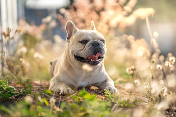 Happy English Bulldog Resting Field Sunny Day — Stock Photo, Image