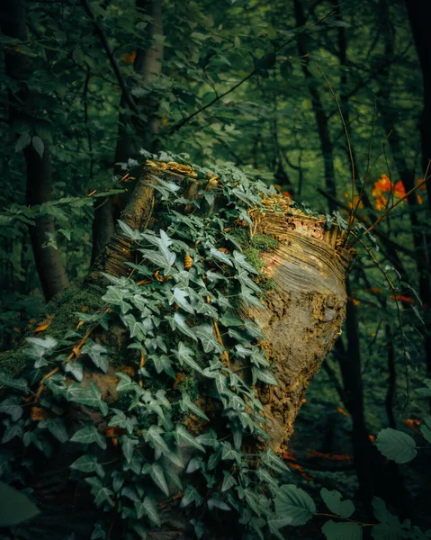 Ormandaki Yeşil Ortamın Dikey Bir Görüntüsü Yapraklar Ağaçlarla Dolu — Stok fotoğraf