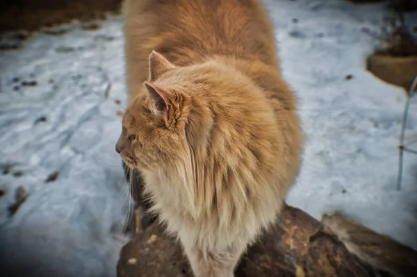 Крупним Планом Кіт Сніжному Парку — стокове фото