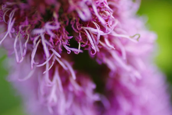 Makro Záběr Růžové Chlupaté Mák Květiny Venku — Stock fotografie