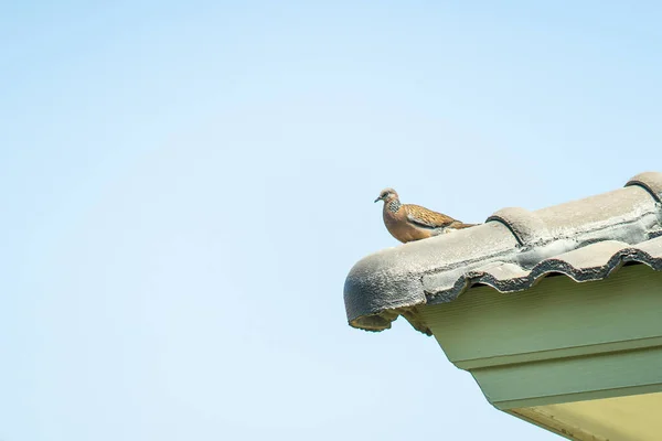 屋根の隅の端に突き出た鳩の低角度のショット — ストック写真
