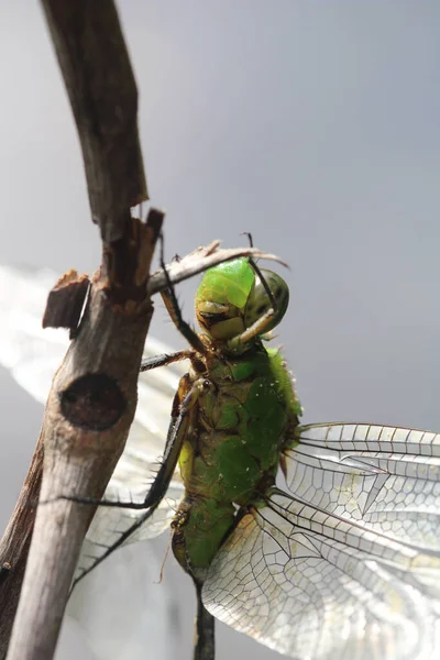 Closeup Shot Large Dragonfly Bra — Stock Photo, Image