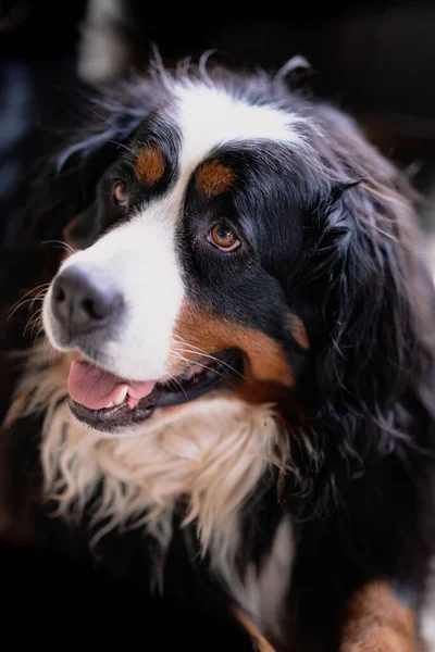 Close Vertical Cão Montanha Bernese Bonito Olhando Para Cima Com — Fotografia de Stock