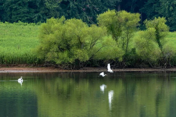 泳いで飛ぶ白鳥と湖の美しいシーン — ストック写真