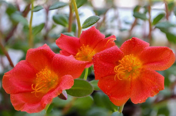 Eine Nahaufnahme Von Drei Wunderschönen Avens Blumen Einem Frühlingstag Garten — Stockfoto