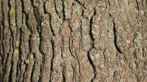 Güneş Işığının Altındaki Yaşlı Bir Ağacın Kahverengi Çatlamış Kabuğunun Yakın — Stok fotoğraf