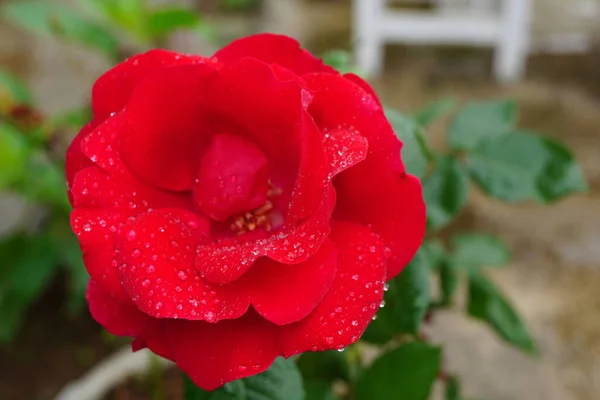 Primer Plano Vibrante Jardín Rojo Rosa Con Gotas Rocío Sus —  Fotos de Stock