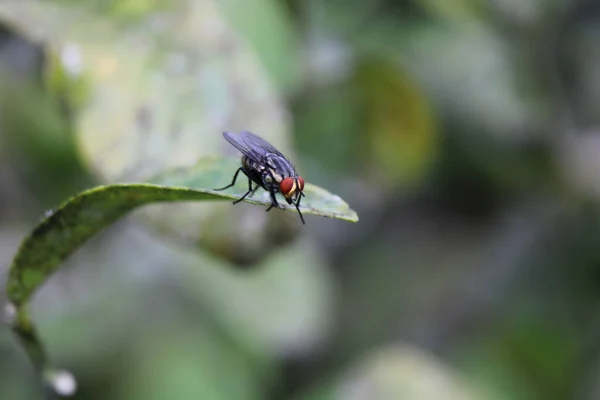 Selective Focus Shot Large Fly Grass Blad — Stock Photo, Image
