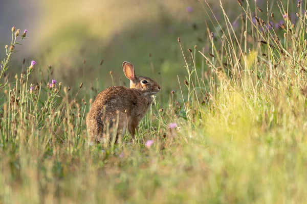 生息地の茶色でかわいいウサギ — ストック写真