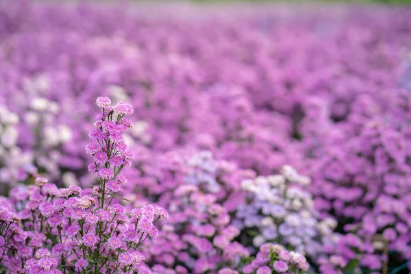 Zbliżenie Strzał Purpurowy Krzaczasty Aster Kwiaty Dorastające Polu — Zdjęcie stockowe