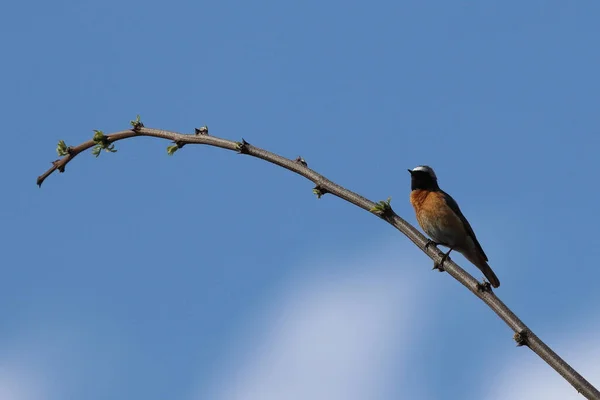 Colpo Angolo Basso Flycatcher Del Vecchio Mondo Appollaiato Ramo — Foto Stock