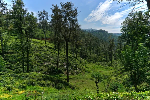 Een Natuurlijk Uitzicht Nuwara Elia Theevelden Sri Lanka Een Bewolkte — Stockfoto