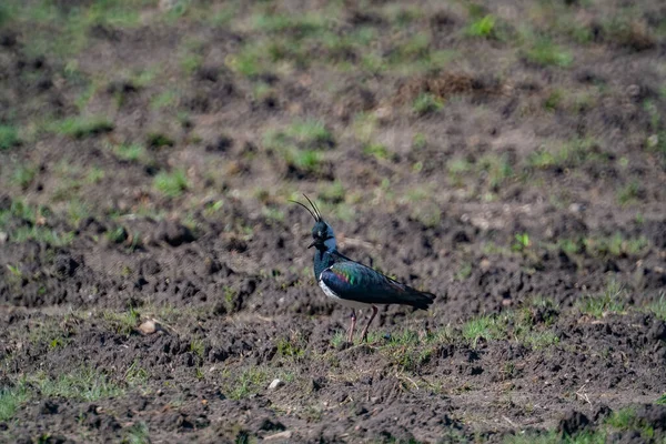 Plan Rapproché Oiseau Remontant Nord Sur Terrain — Photo