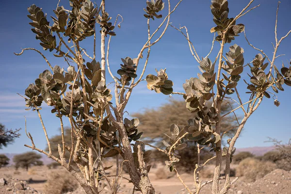 Вид Крупным Планом Листьев Растущих Ветвях Дерева Поле Марокко — стоковое фото