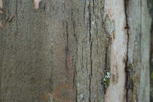 Närbild Texturen Barken Trädet Täckt Mossa Skogen — Stockfoto