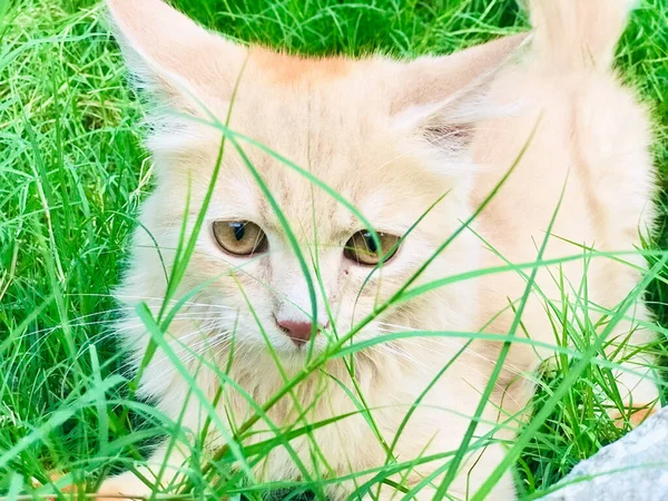 Gros Plan Chat Roux Dans Herbe — Photo