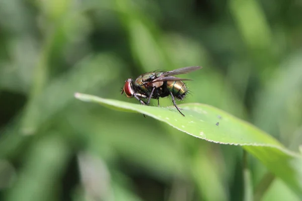 Colpo Selettivo Messa Fuoco Una Grande Mosca Una Foglia Verde — Foto Stock