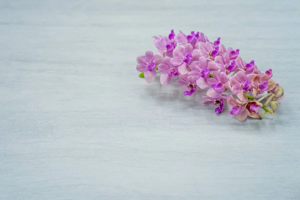 장작더미에 분홍빛 라임초 난초들 — 스톡 사진