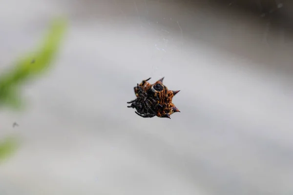 Närbild Spindel Spindel Spindelväv — Stockfoto