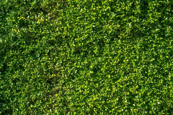 Вид Ярко Зеленую Стену Растения — стоковое фото