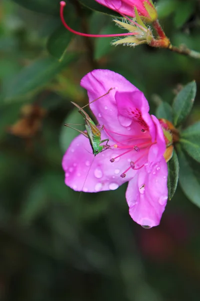 Ένα Κοντινό Πλάνο Μιας Ακρίδας Ένα Ροζ Λουλούδι Ροδόδεντρο — Φωτογραφία Αρχείου