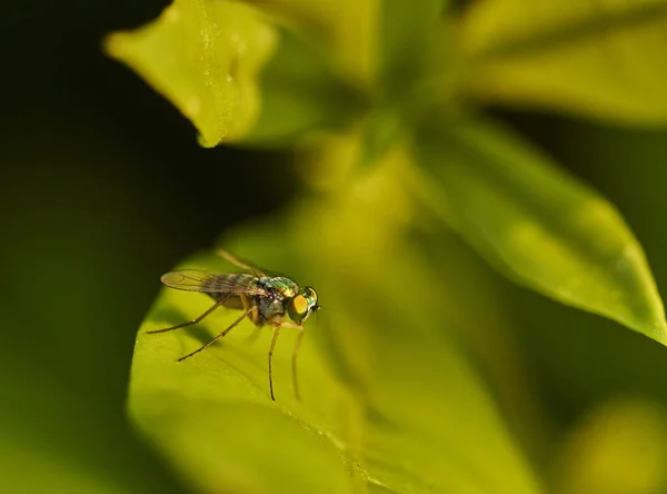 Una Macro Toma Una Botella Verde Común Volar Hoja Verde — Foto de Stock