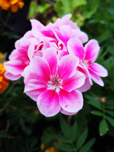 在花园里 一缕粉红色的花和其他的绿色一起 相邻地生长在一起 — 图库照片