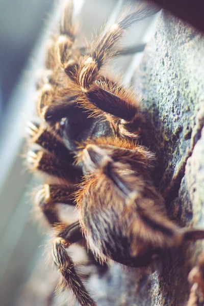 Uma Visão Macro Uma Aranha Enorme Chão — Fotografia de Stock