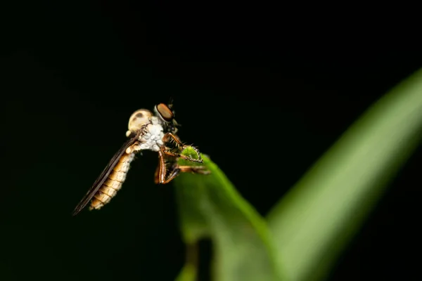 Plan Macro Holcocephala Fusca Sur Une Plante Verte — Photo