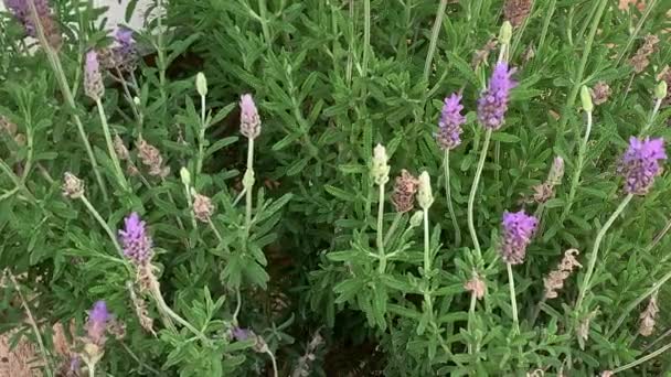 Vackra Blommor Trädgården — Stockvideo