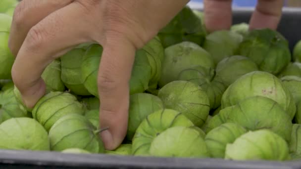 Rijpe Groenten Boerderij Oogst — Stockvideo